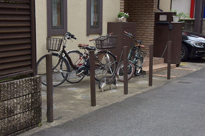 街のねこたち