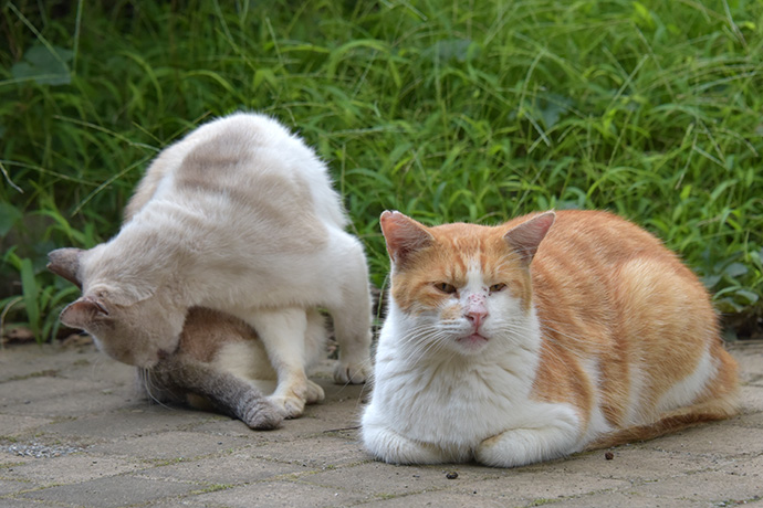 街のねこたち