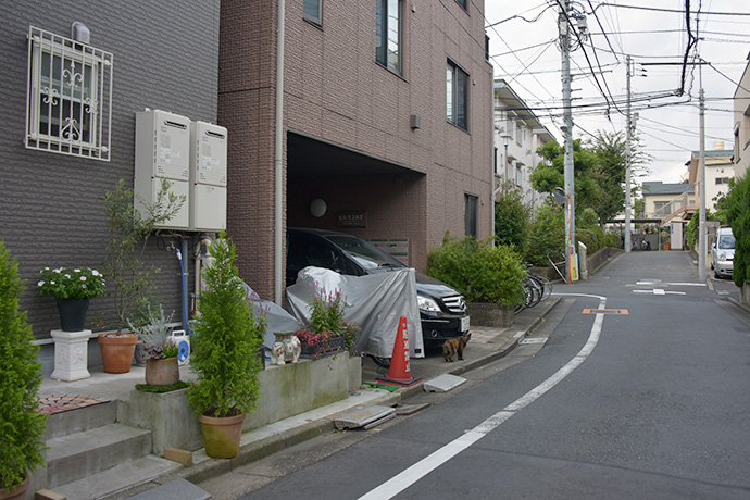 街のねこたち