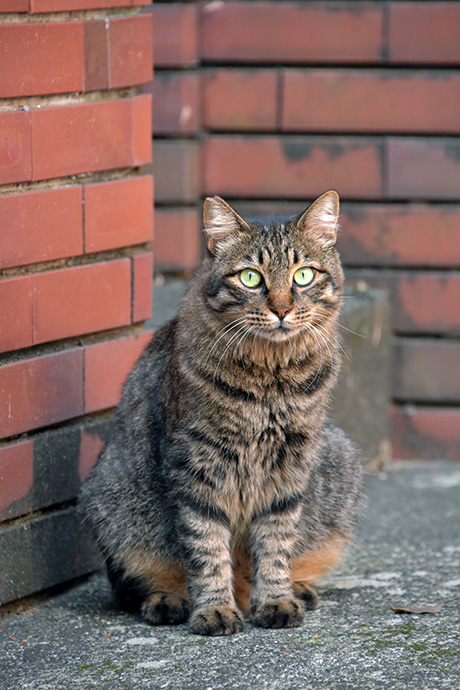 街のねこたち