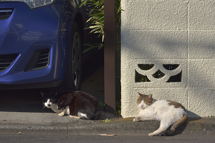 街のねこたち