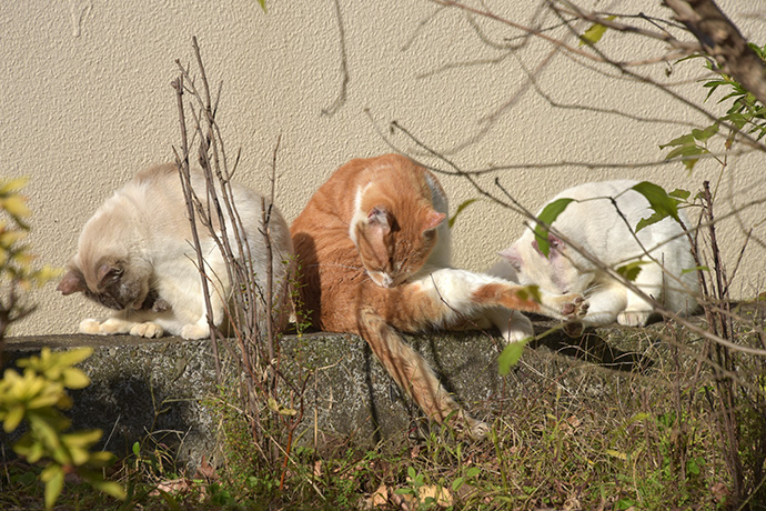 街のねこたち