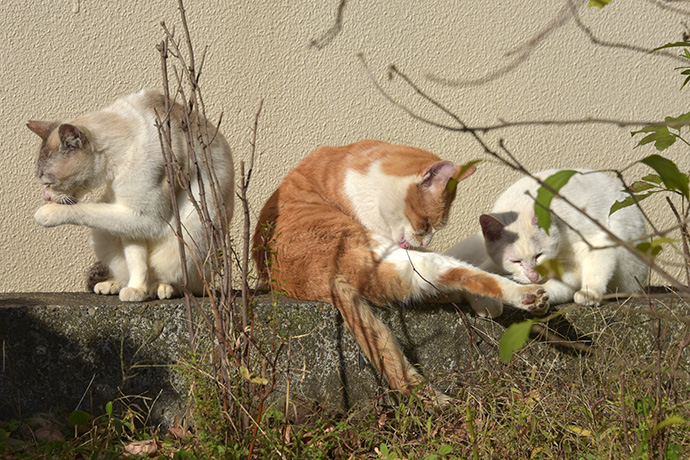 街のねこたち