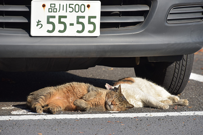 街のねこたち