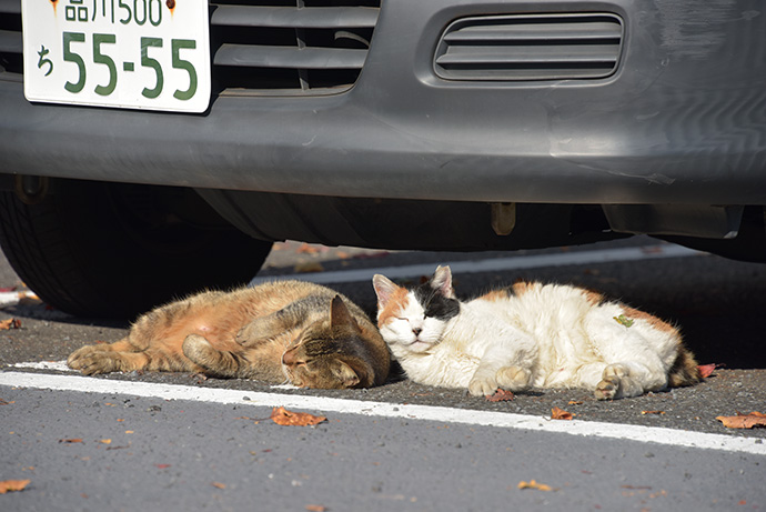 街のねこたち