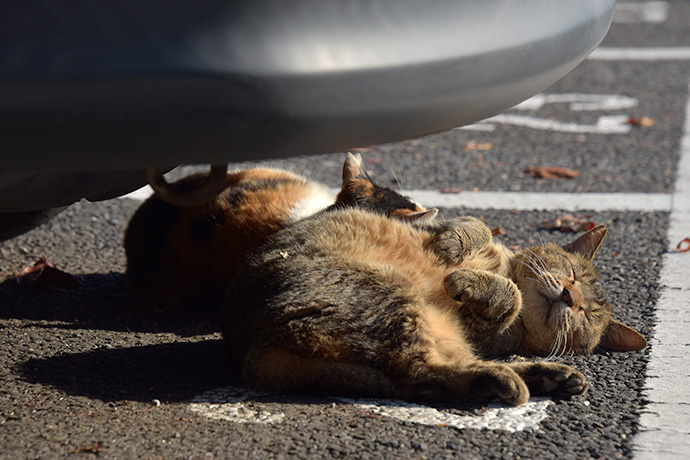 街のねこたち