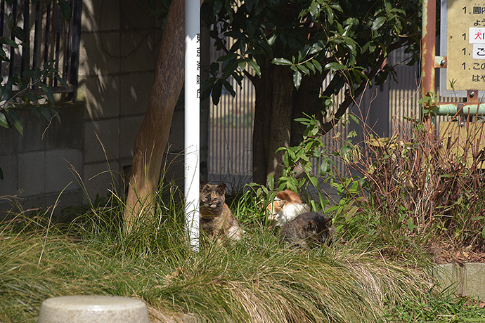 街のねこたち