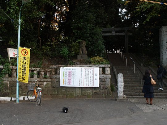 街のねこたち