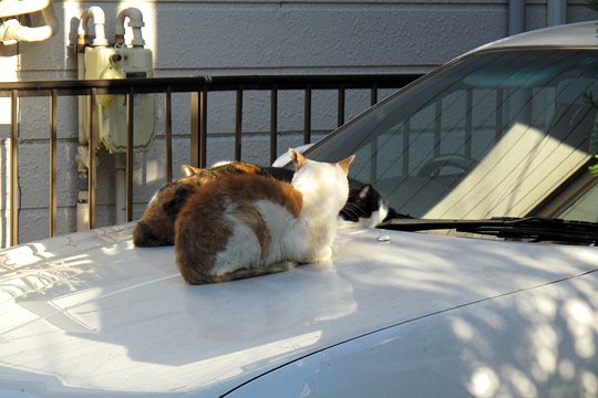 街のねこたち