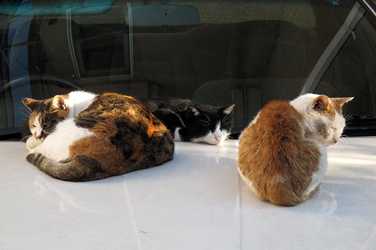 街のねこたち