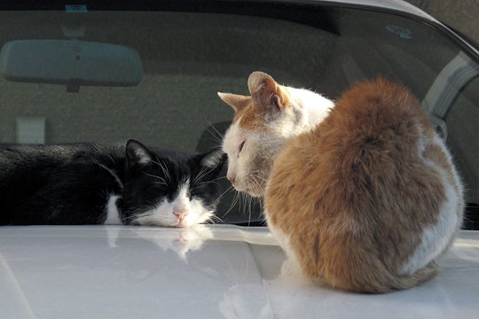 街のねこたち