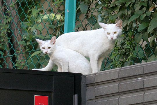 街のねこたち
