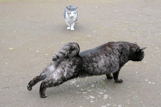 街のねこたち