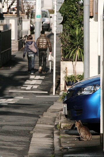 街のねこたち