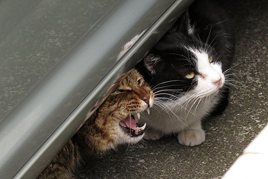 街のねこたち