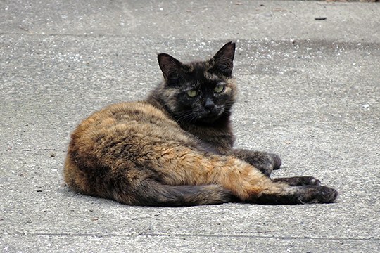街のねこたち