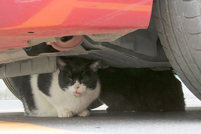 街のねこたち