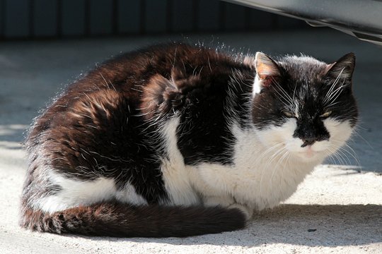 街のねこたち