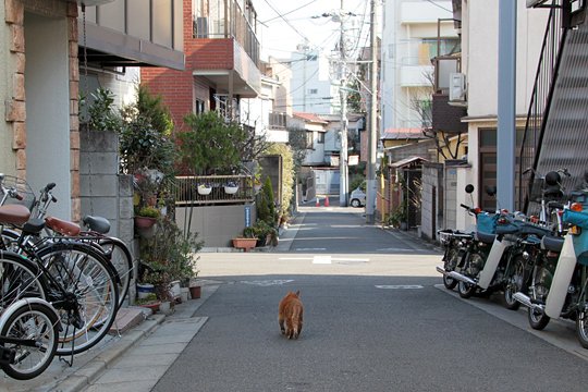 街のねこたち