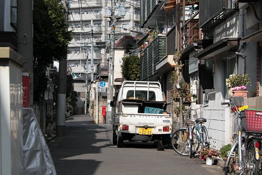 街のねこたち