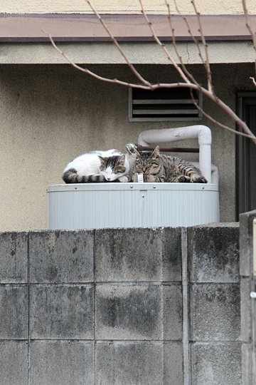 街のねこたち