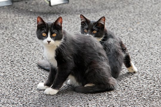 街のねこたち