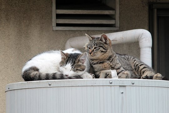 街のねこたち