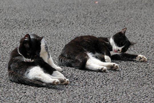 街のねこたち