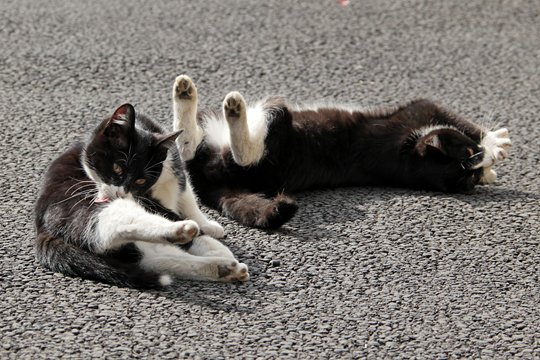 街のねこたち