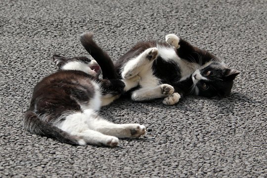 街のねこたち