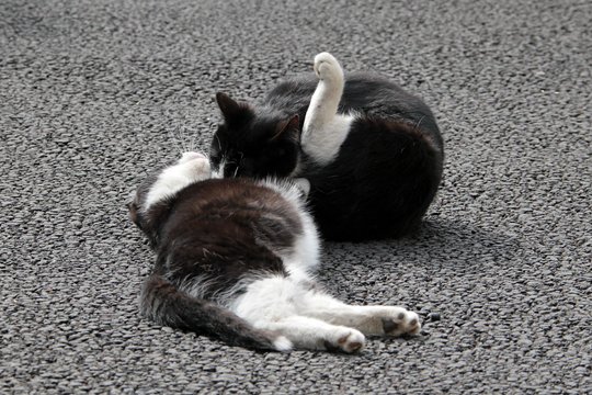 街のねこたち