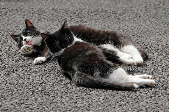 街のねこたち