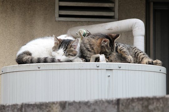 街のねこたち