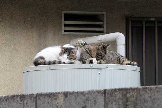 街のねこたち
