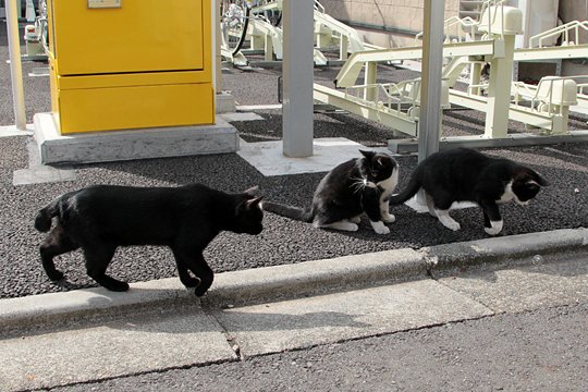 街のねこたち