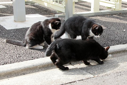 街のねこたち