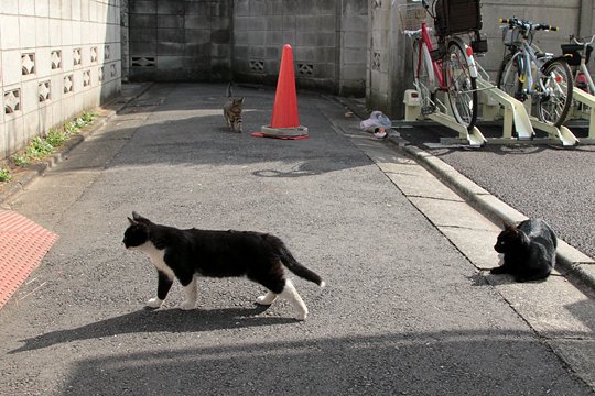 街のねこたち
