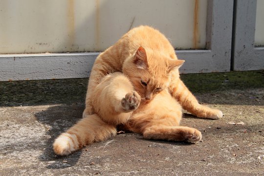 街のねこたち