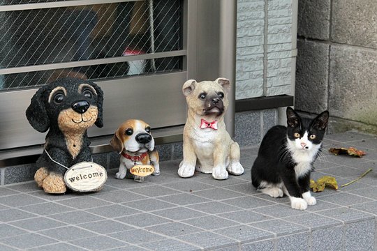 街のねこたち