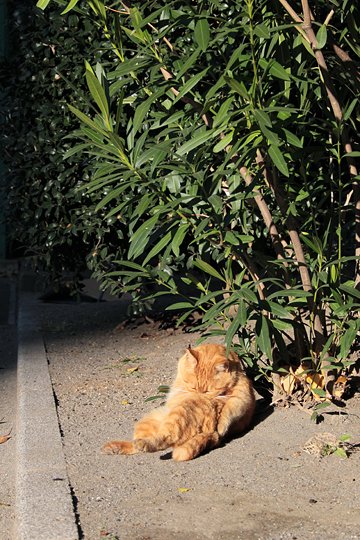 街のねこたち