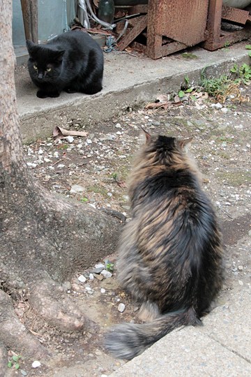 街のねこたち