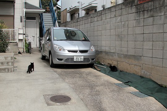 街のねこたち