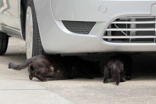 街のねこたち