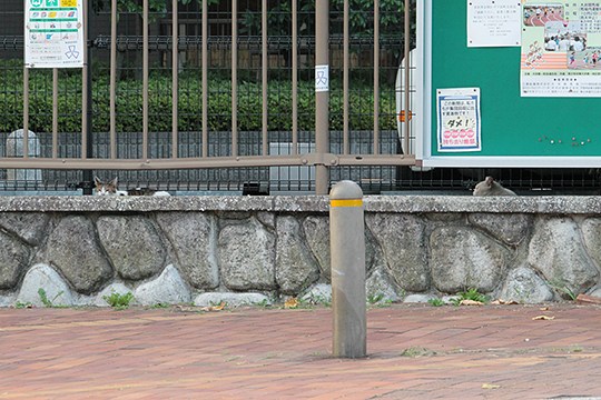 街のねこたち