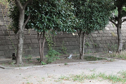 街のねこたち