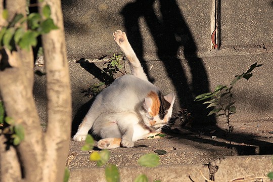 街のねこたち