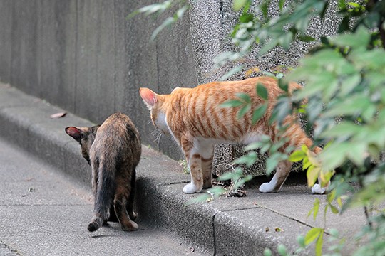 街のねこたち