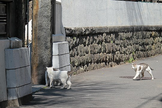 街のねこたち