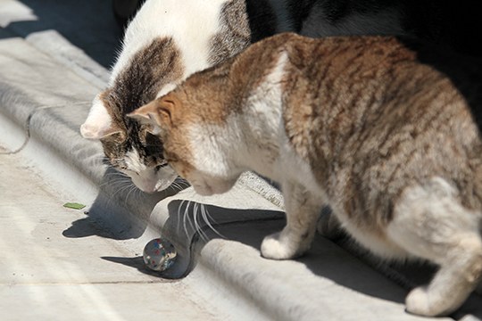 街のねこたち