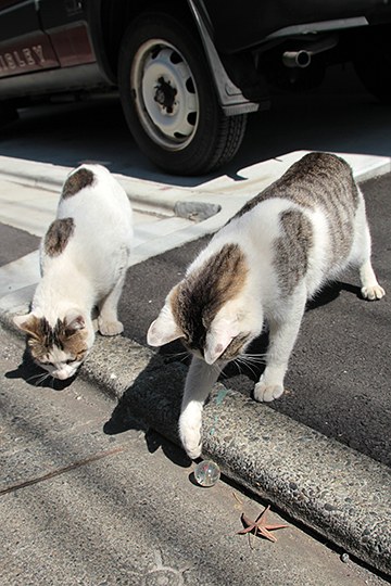 街のねこたち